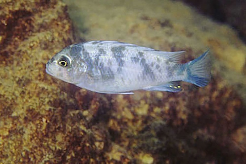 Maylandia callainos 'Lion's Cove'